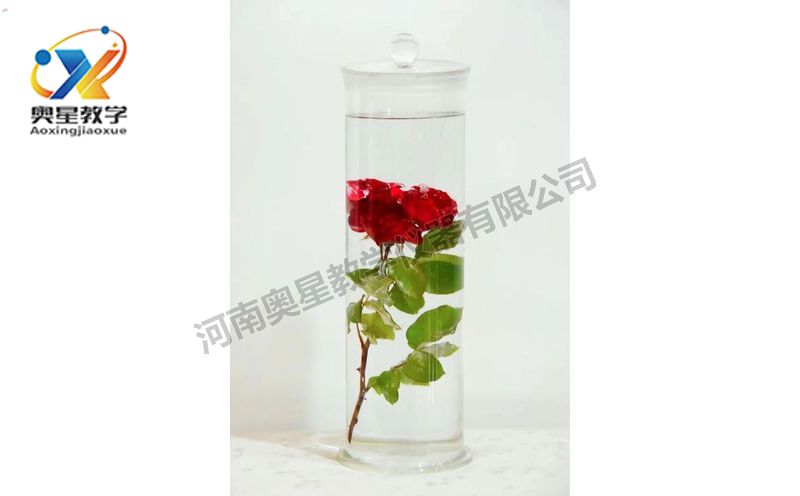 浸漬標本