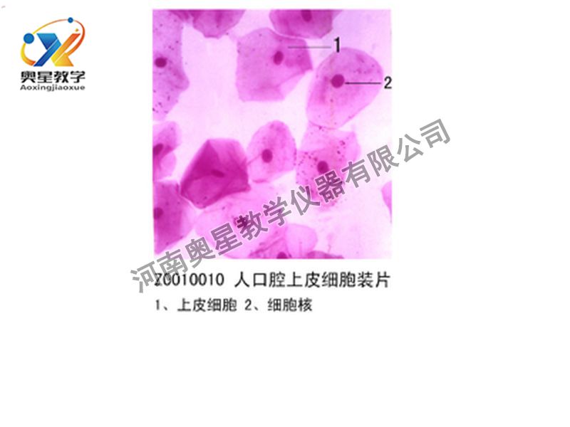 人口腔上皮細胞裝片